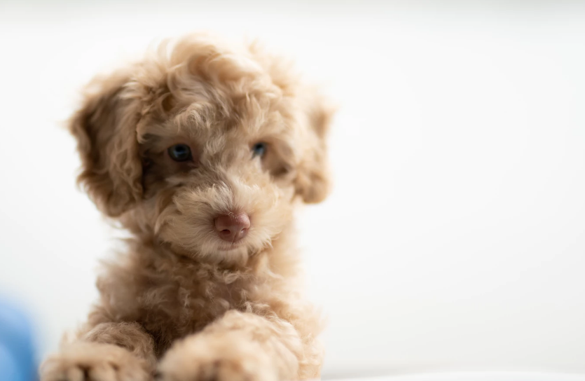 Feature image for "4 Top Stone Countertop Choices For Pet-Lovers"